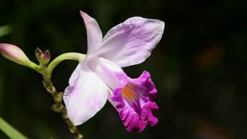 Orchid